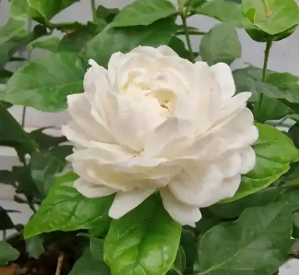 十種香味濃郁的花,獨特的香味非常好聞,你有幾盆?