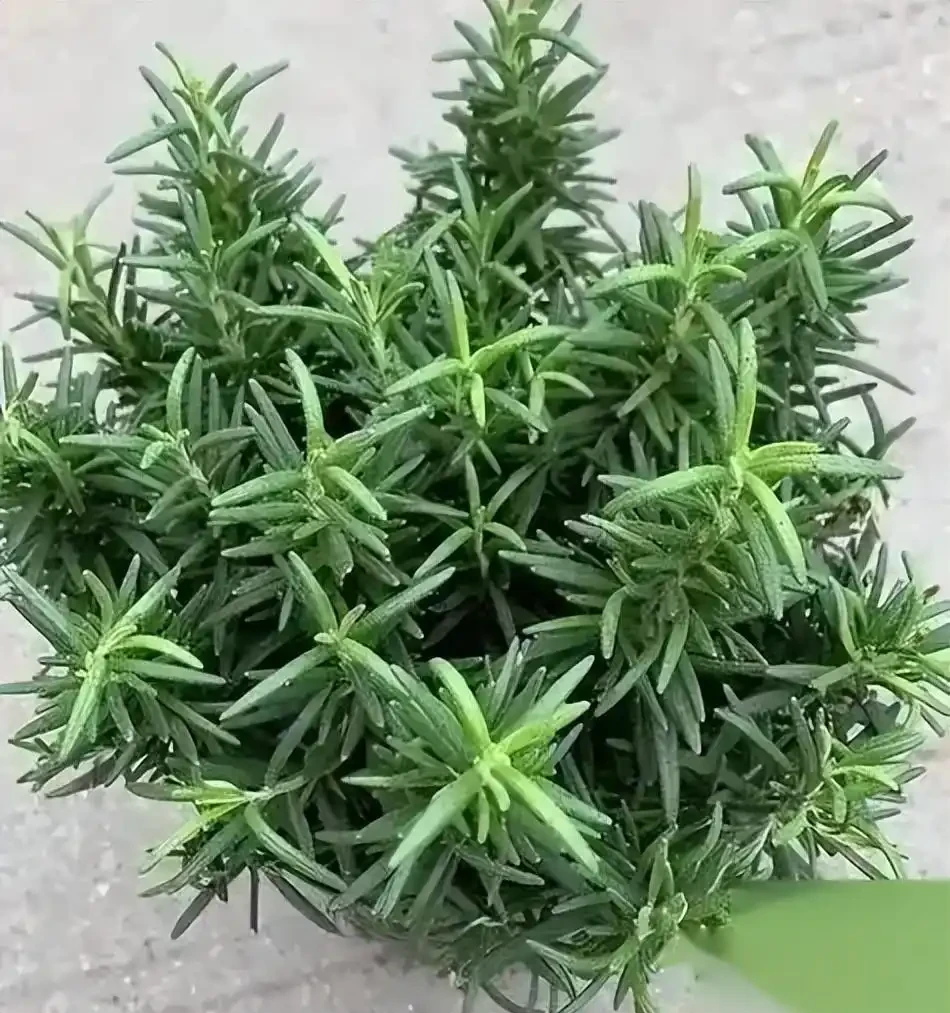 十種香味濃郁的花,獨特的香味非常好聞,你有幾盆?