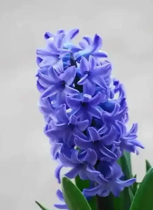 十種香味濃郁的花,獨特的香味非常好聞,你有幾盆?