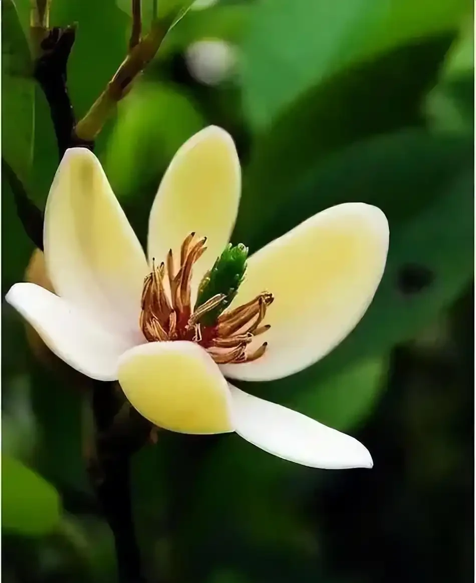 十種香味濃郁的花,獨特的香味非常好聞,你有幾盆?