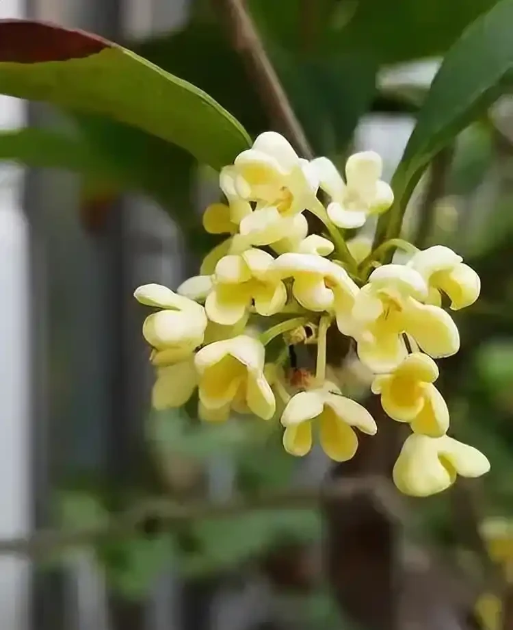 十種香味濃郁的花,獨特的香味非常好聞,你有幾盆?