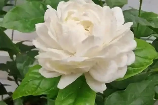 十種香味濃郁的花，獨特的香味非常好聞，你有幾盆？