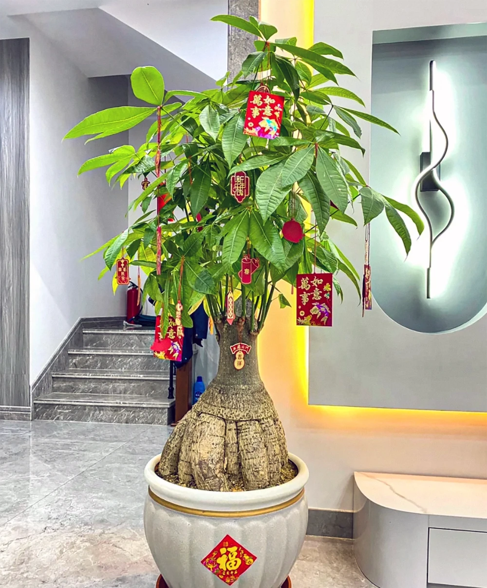 新手必看！家庭養發財樹避坑指南（附10個實用妙招）