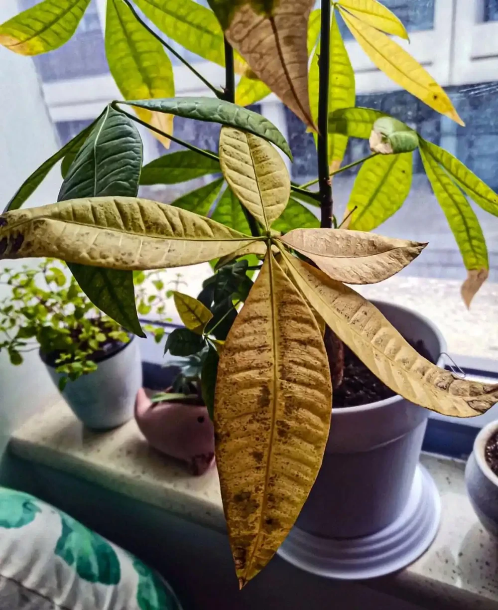 新手必看！家庭養發財樹避坑指南（附10個實用妙招）