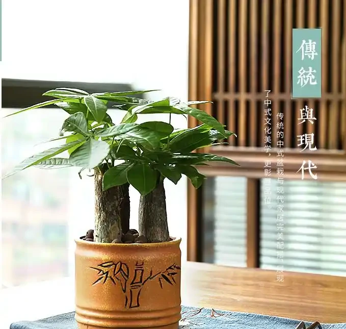 新手必看！家庭養發財樹避坑指南（附10個實用妙招）