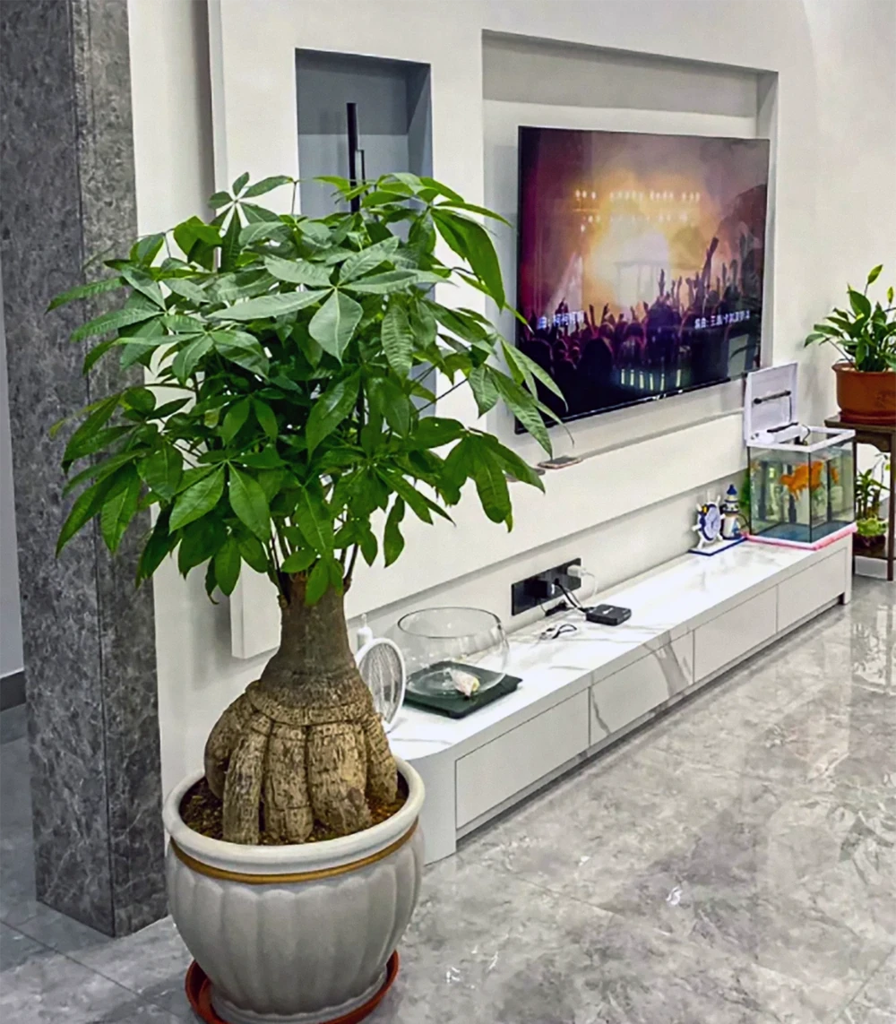 新手必看！家庭養發財樹避坑指南（附10個實用妙招）