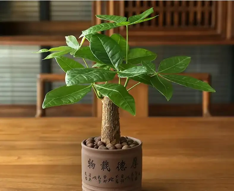 新手必看！家庭養發財樹避坑指南（附10個實用妙招）