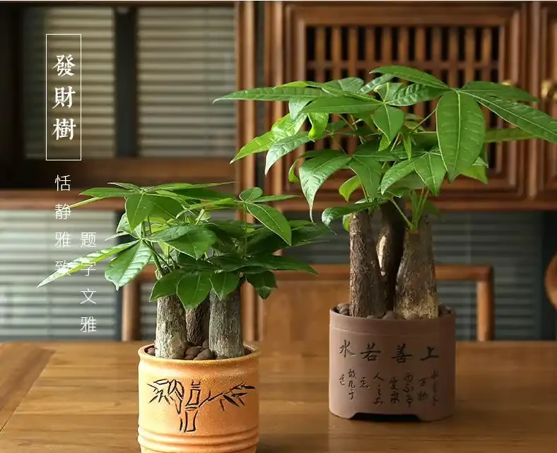 新手必看！家庭養發財樹避坑指南（附10個實用妙招）