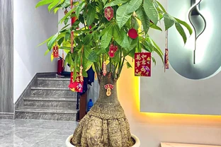 新手必看！家庭養發財樹避坑指南（附10個實用妙招）