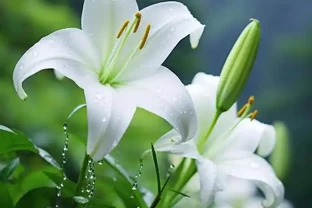 水耕鮮花養護技巧：如何讓鮮花更旺盛