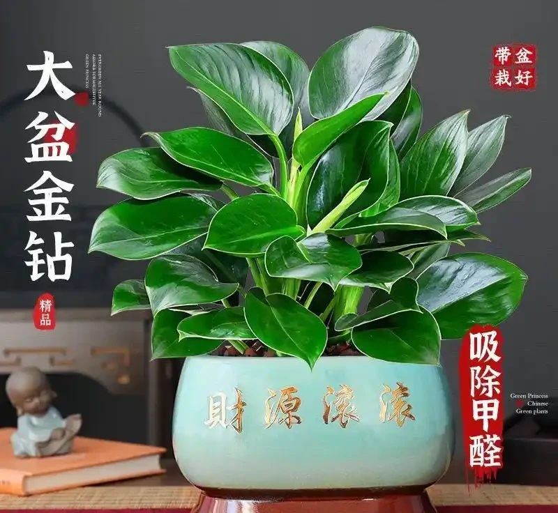 很少開花原因