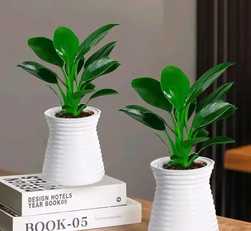 光照