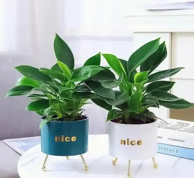金鑽會開花嗎?金鑽花有什麼特點?為什麼盆栽的金鑽很難開花