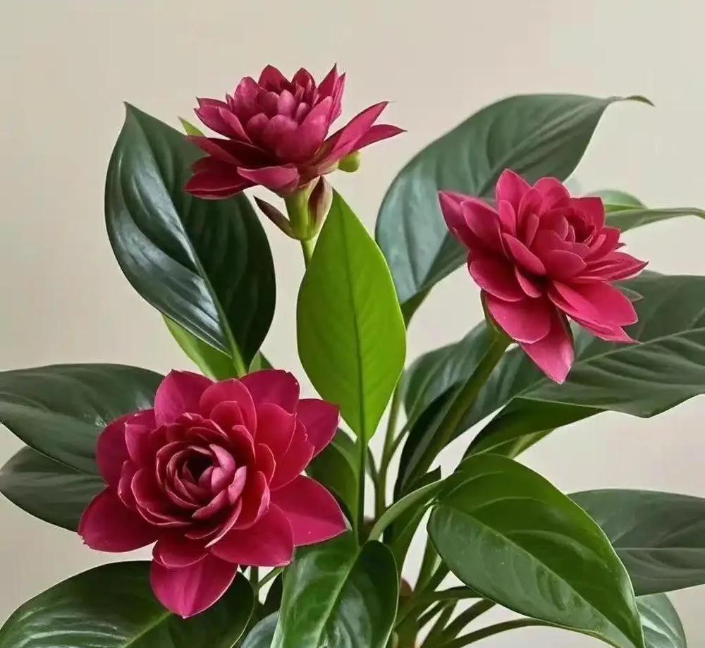 金鑽會開花嗎?金鑽花有什麼特點?為什麼盆栽的金鑽很難開花