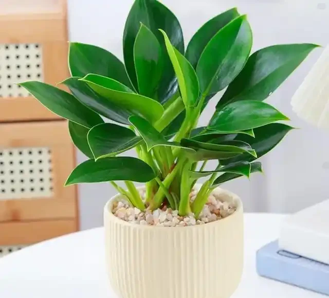 金鑽會開花嗎?金鑽花有什麼特點?為什麼盆栽的金鑽很難開花