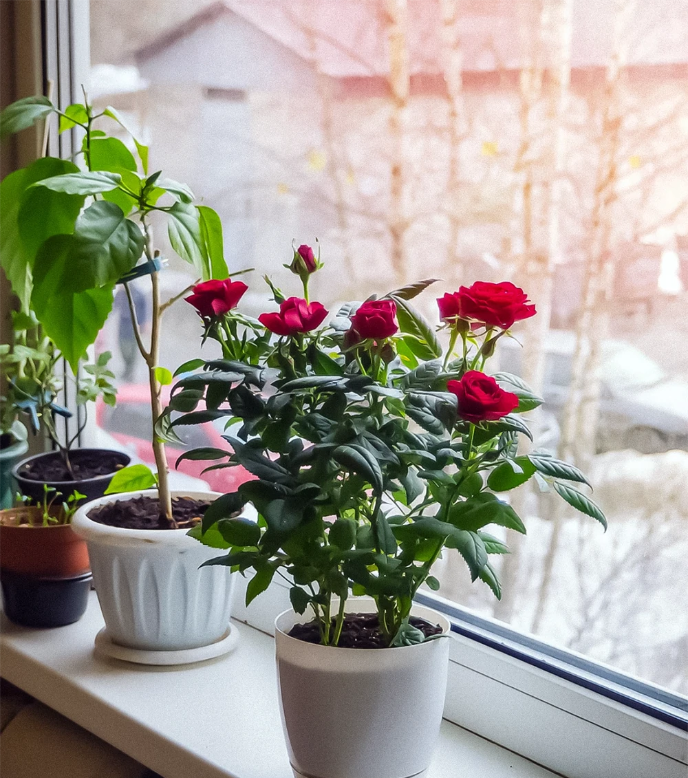 新手養玫瑰必看!避開這10個坑,陽臺變花海不是夢