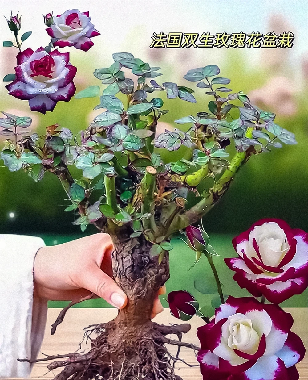 新手養玫瑰必看!避開這10個坑,陽臺變花海不是夢