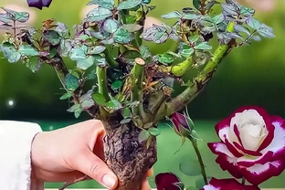 新手養玫瑰必看！避開這10個坑，陽臺變花海不是夢