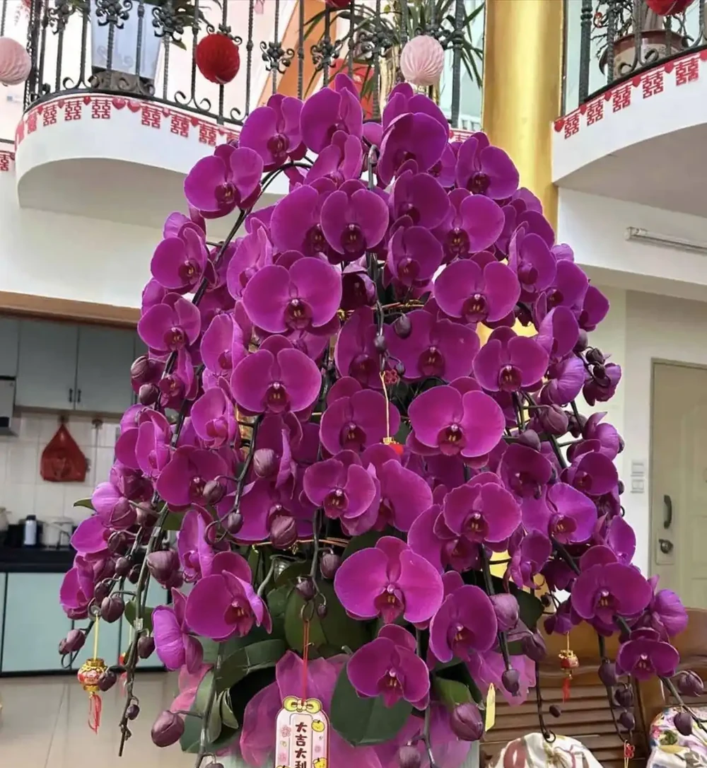 「很吉利」的8種花,養在客廳,長勢壯、顏值高,個個都有好兆頭