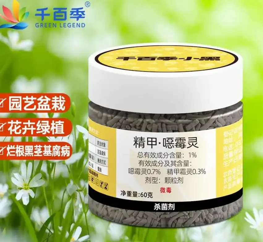多肉植物的養護技巧:讓家庭花友輕鬆養出美麗多肉