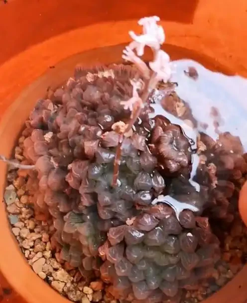 多肉植物的養護技巧:讓家庭花友輕鬆養出美麗多肉