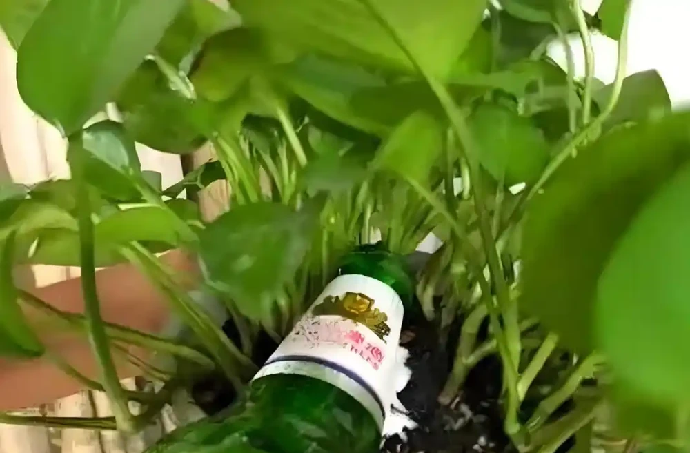 啤酒能澆花嗎,如何使用?