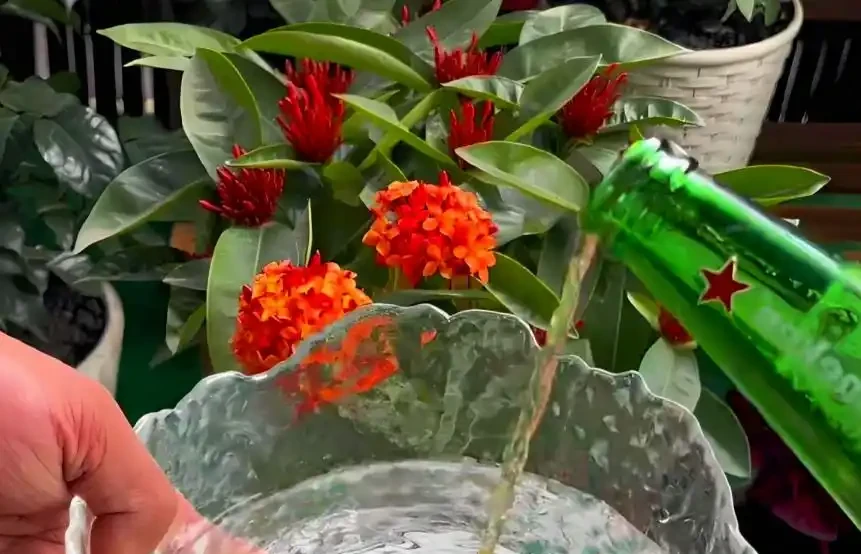 啤酒能澆花嗎,如何使用?