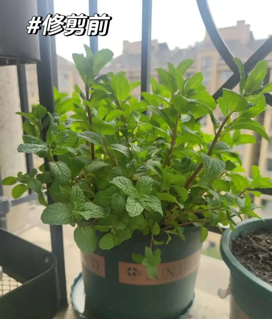 適合養在家裡的5種花,花旺人也旺,並非迷信,建議養一盆!
