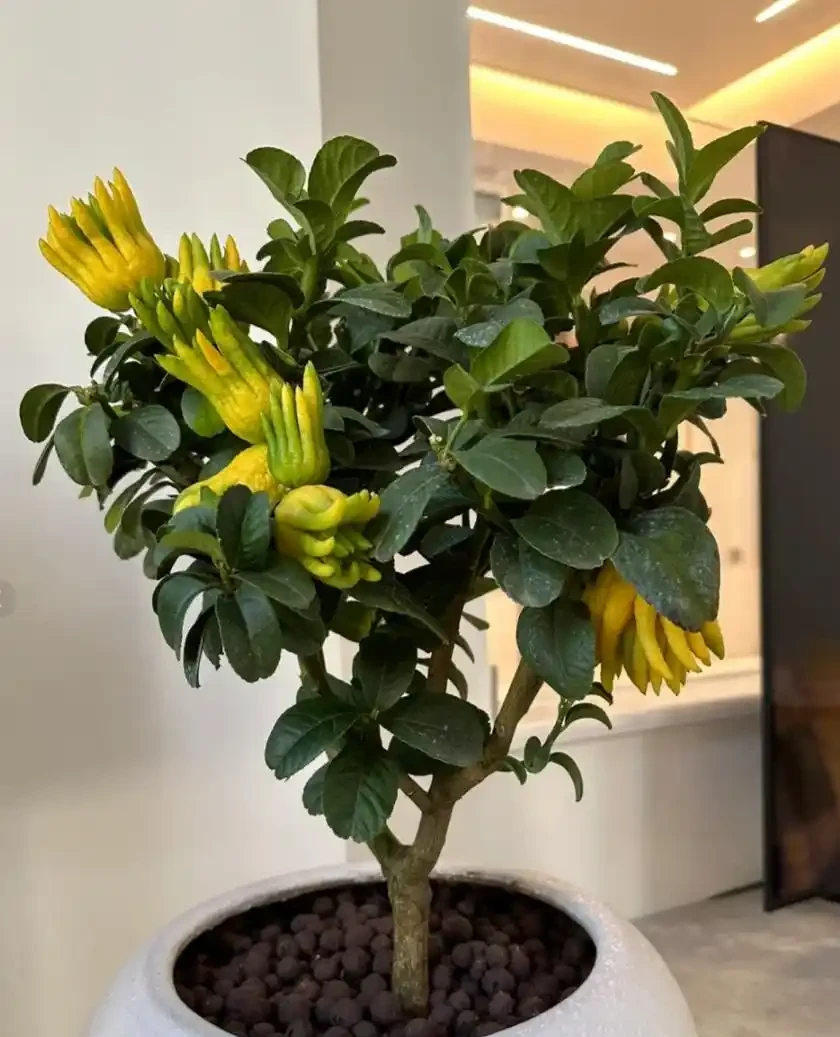 適合養在家裡的5種花,花旺人也旺,並非迷信,建議養一盆!