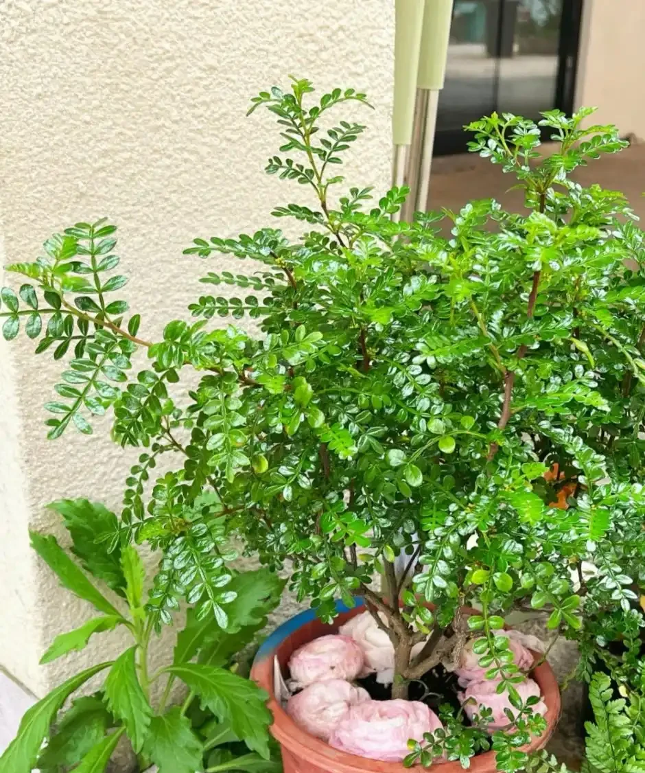 適合養在家裡的5種花,花旺人也旺,並非迷信,建議養一盆!