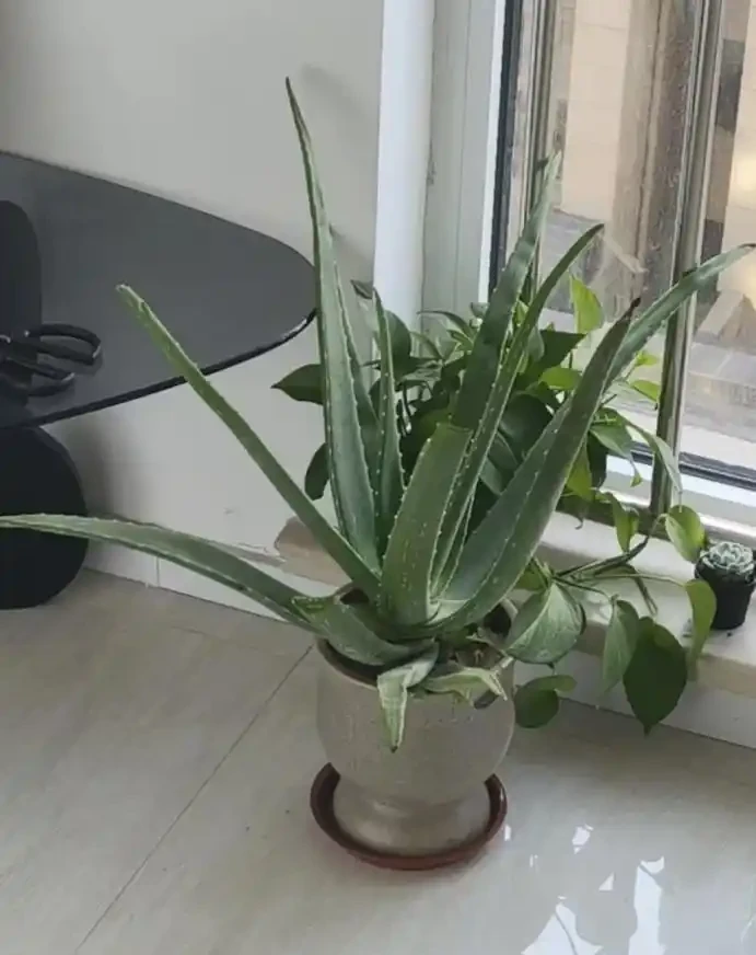 適合養在家裡的5種花,花旺人也旺,並非迷信,建議養一盆!