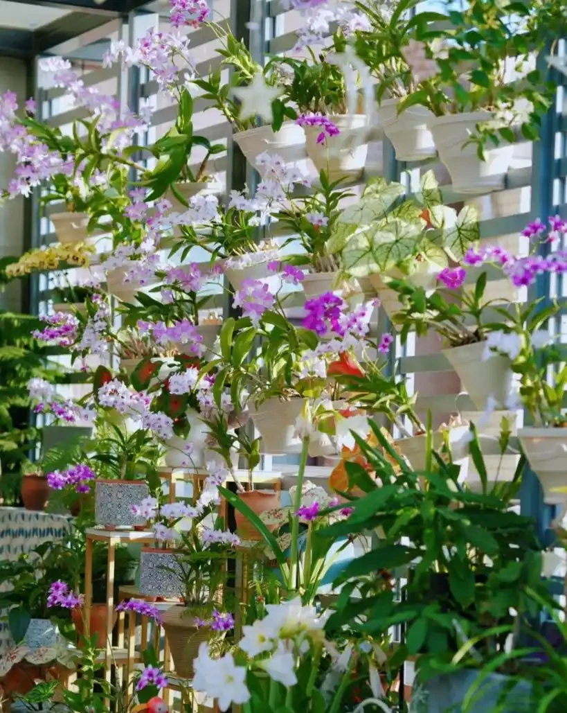 適合養在家裡的5種花,花旺人也旺,並非迷信,建議養一盆!