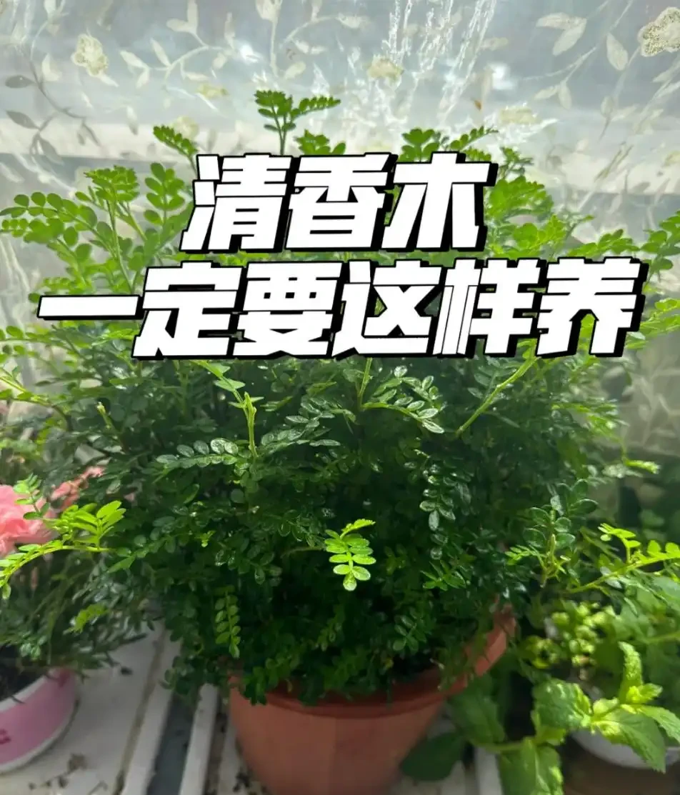 適合養在家裡的5種花,花旺人也旺,並非迷信,建議養一盆!