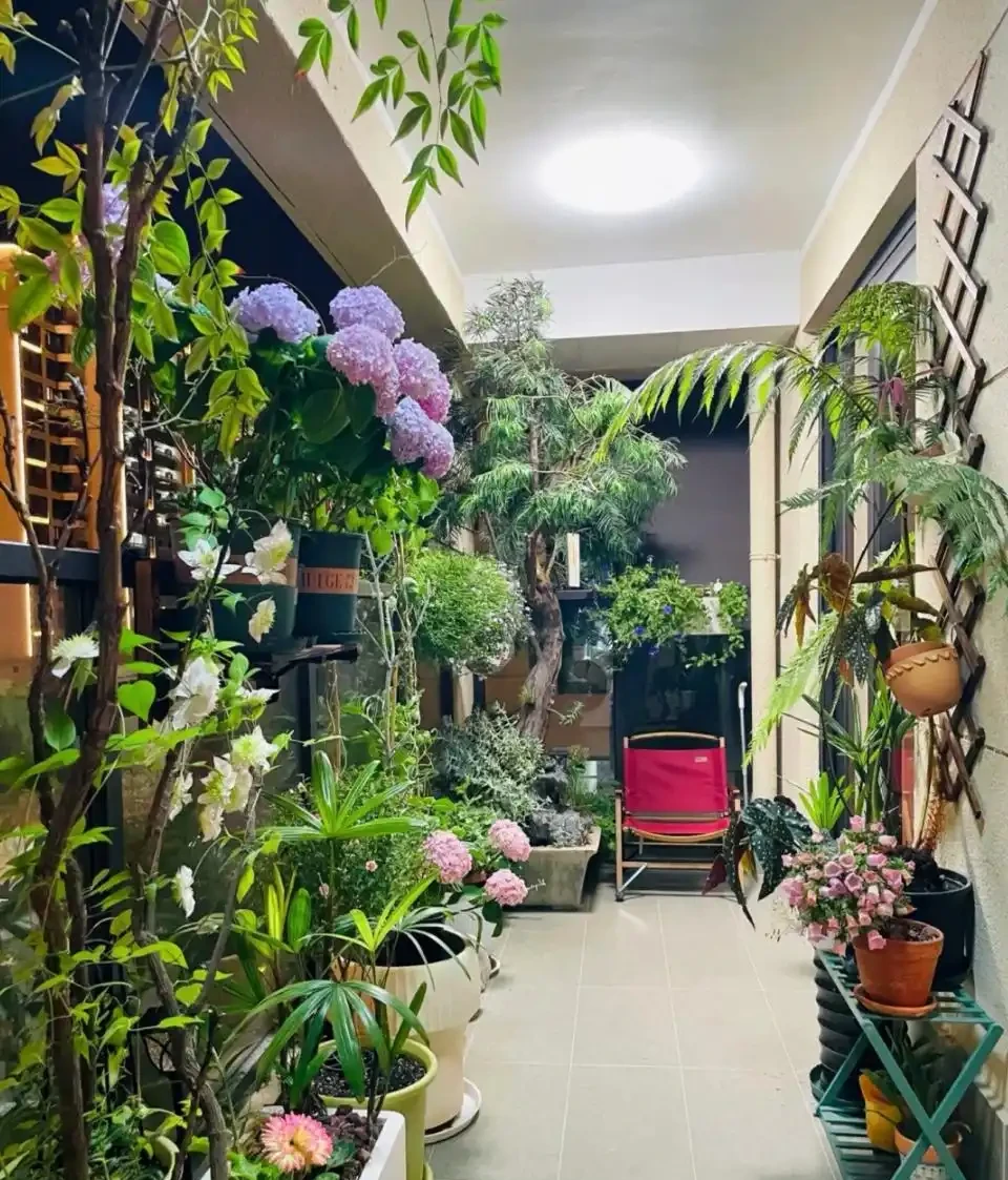 適合養在家裡的5種花,花旺人也旺,並非迷信,建議養一盆!
