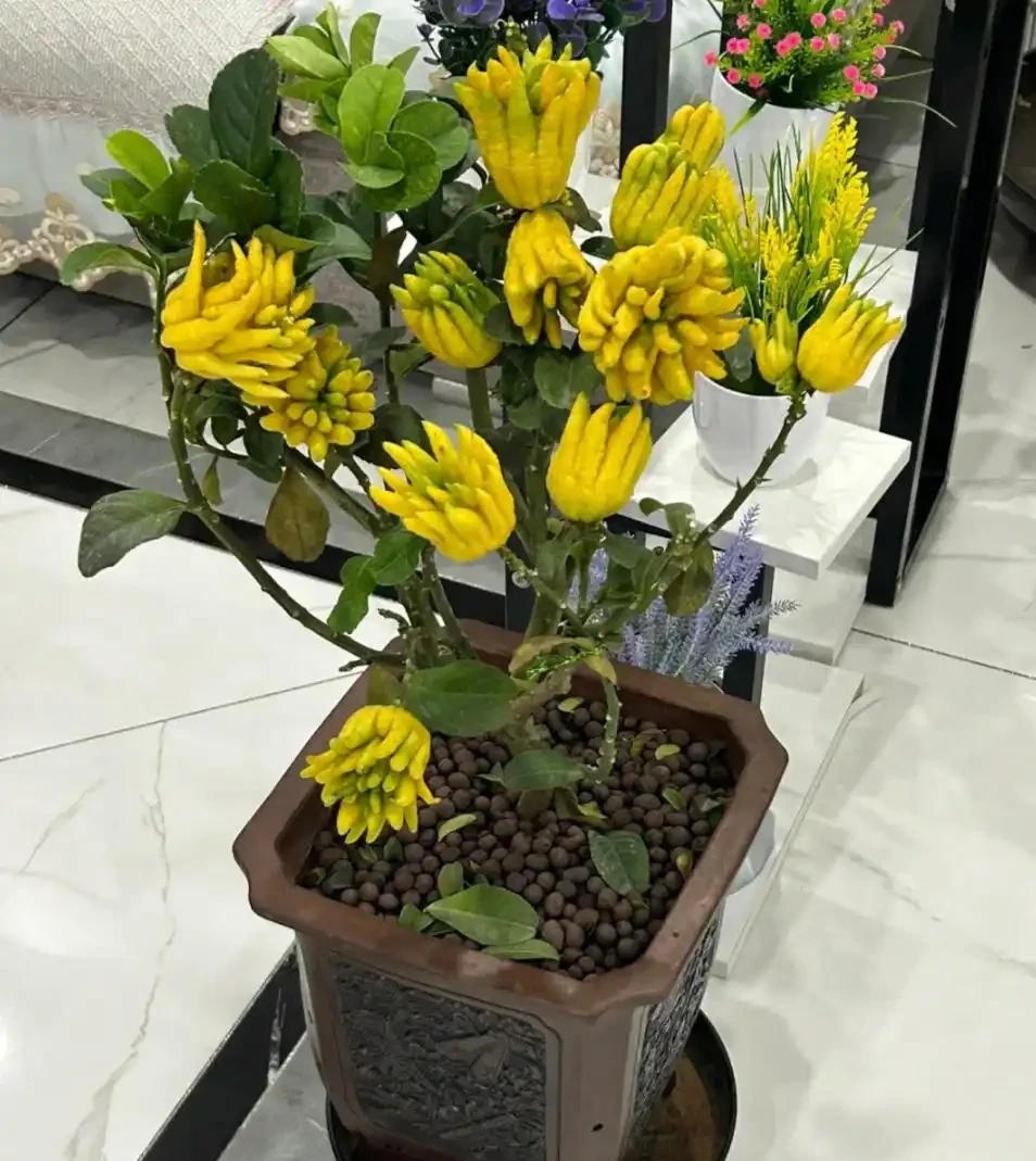 適合養在家裡的5種花,花旺人也旺,並非迷信,建議養一盆!