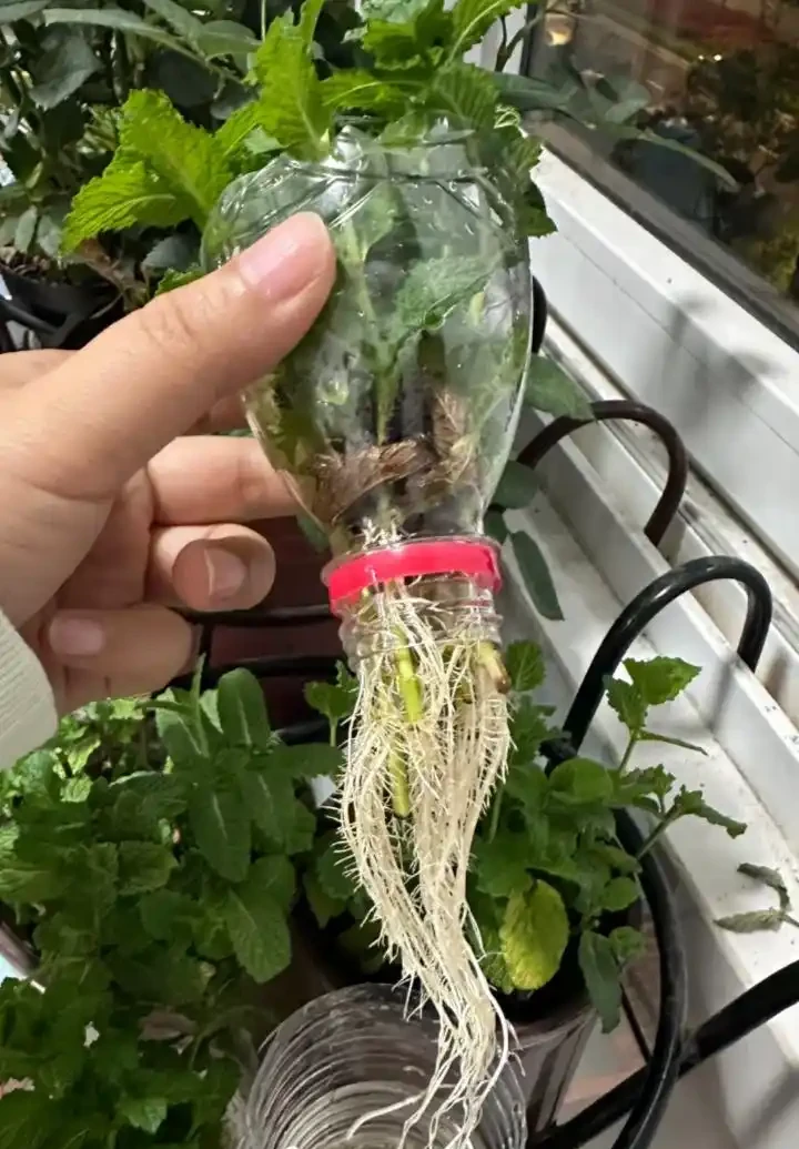 適合養在家裡的5種花,花旺人也旺,並非迷信,建議養一盆!