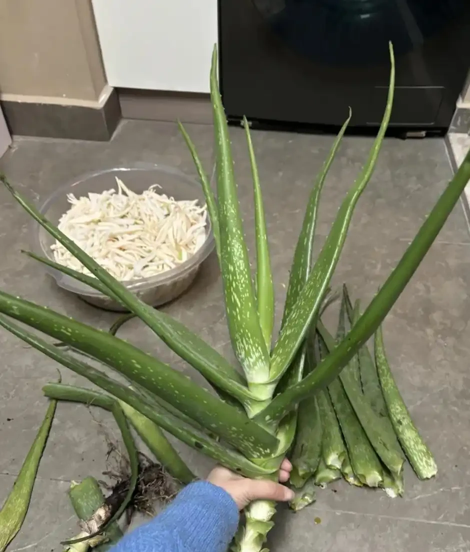 適合養在家裡的5種花,花旺人也旺,並非迷信,建議養一盆!