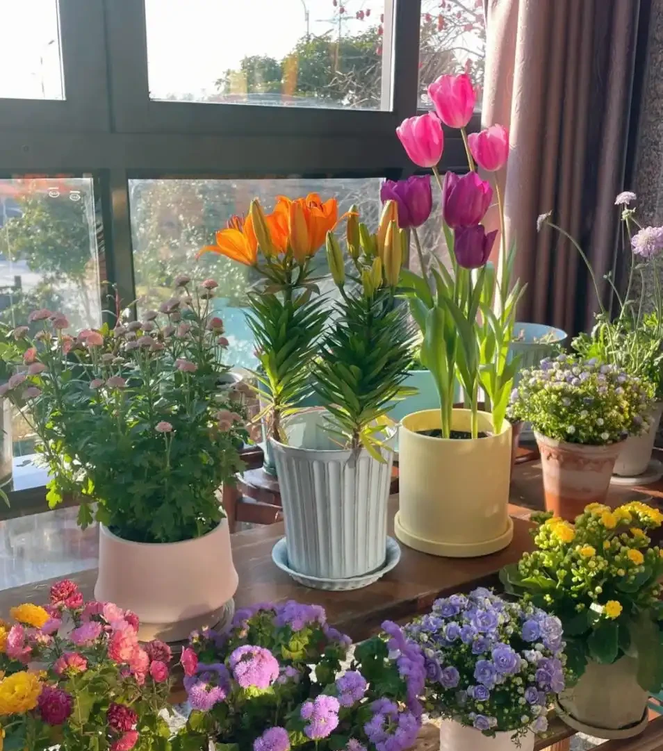 適合養在家裡的5種花,花旺人也旺,並非迷信,建議養一盆!