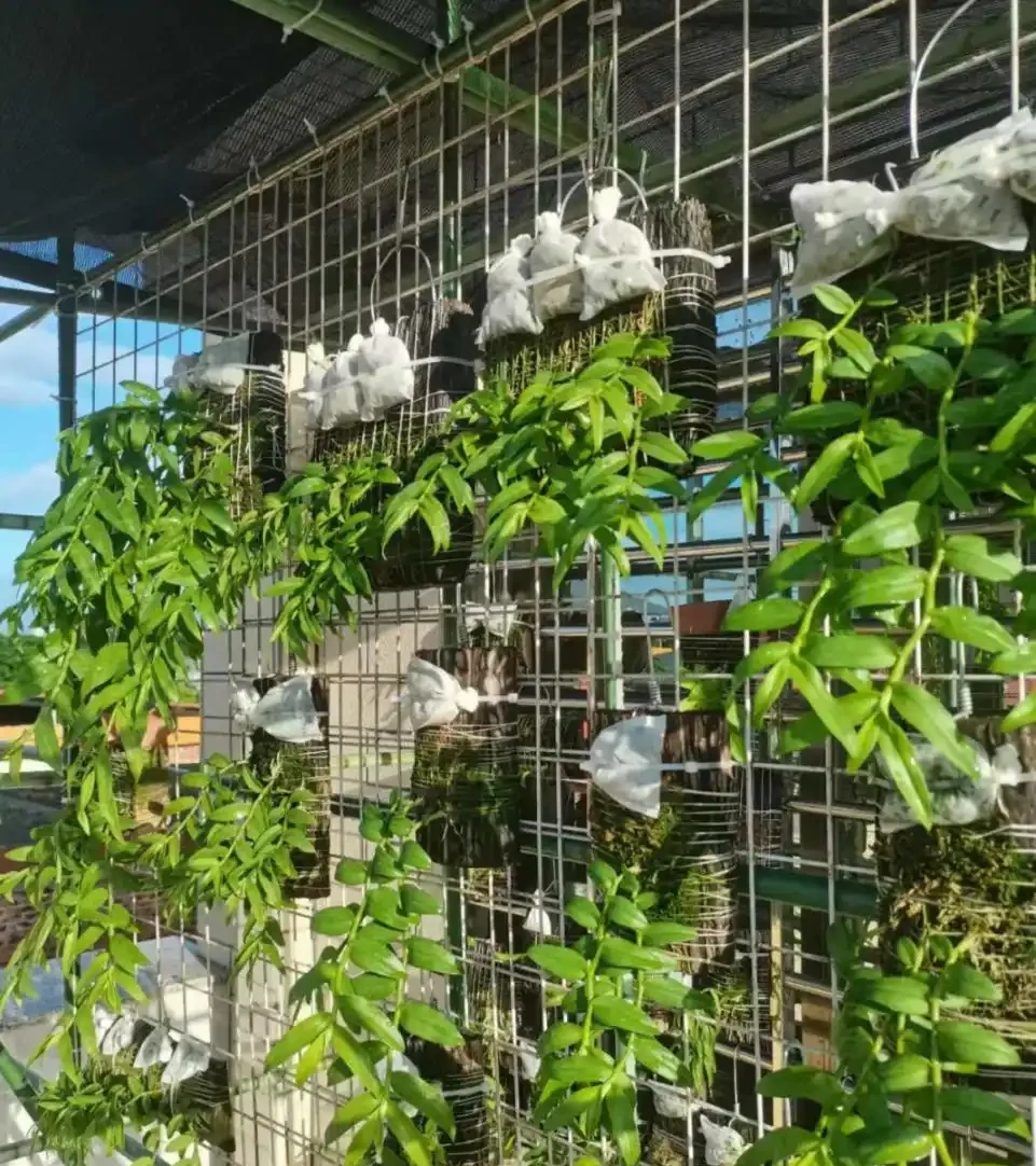 適合養在家裡的5種花,花旺人也旺,並非迷信,建議養一盆!