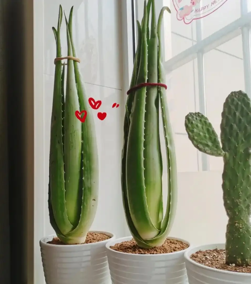 適合養在家裡的5種花,花旺人也旺,並非迷信,建議養一盆!