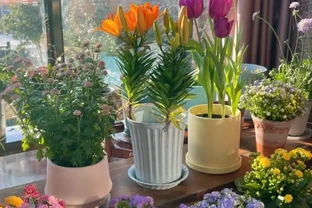 適合養在家裡的5種花，花旺人也旺，並非迷信，建議養一盆！