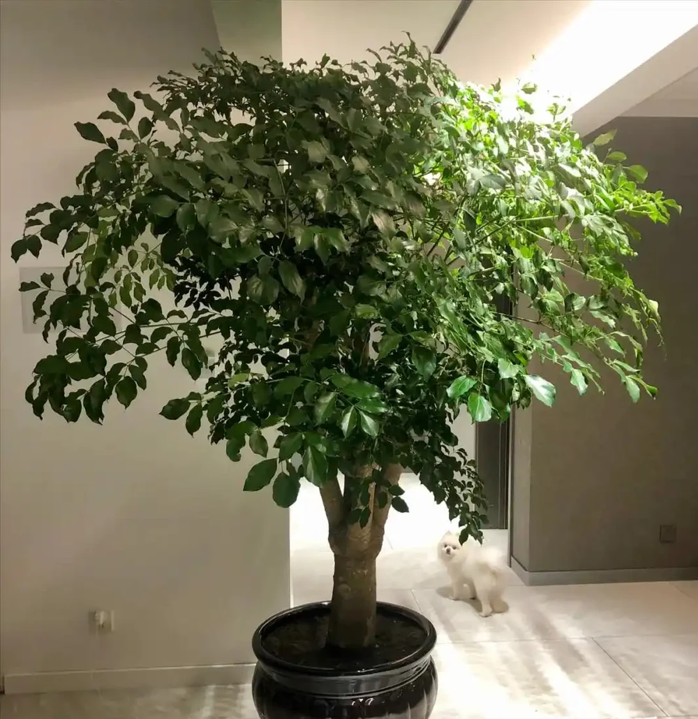 養了10年幸福樹,我才明白:少澆水、多曬太陽,才能讓它長新葉