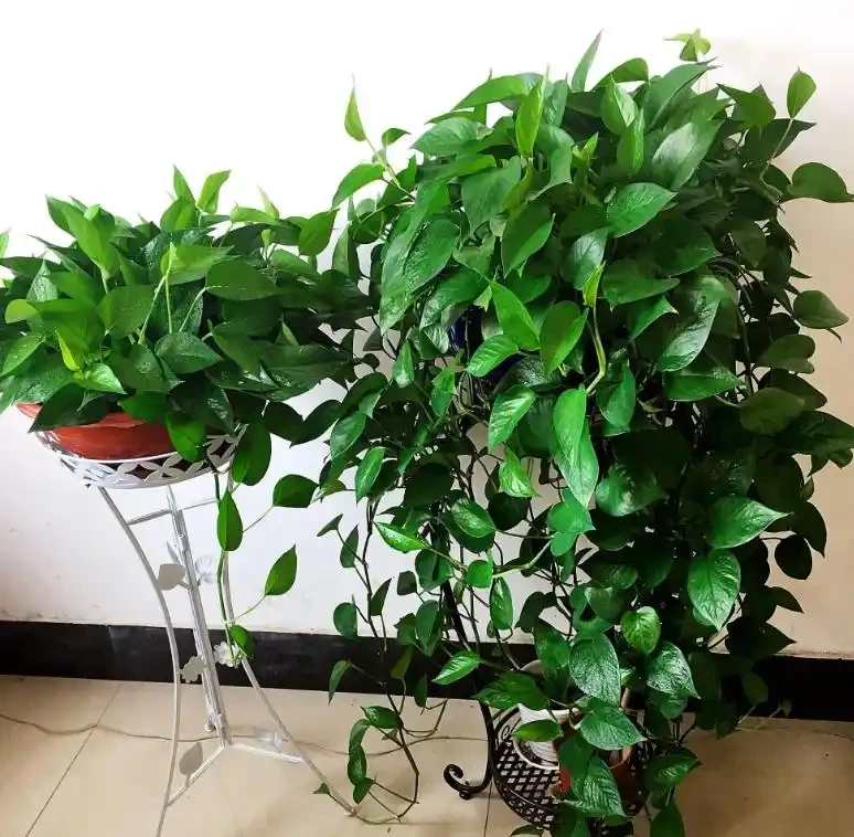 家庭綠植黃葉怎麼辦?手把手教你救活它!