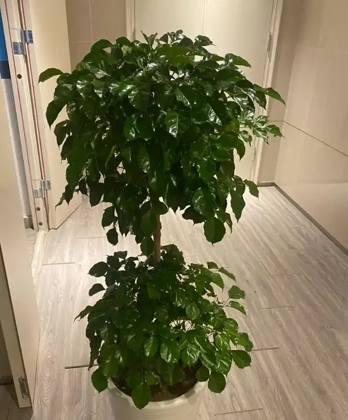 家庭綠植黃葉怎麼辦?手把手教你救活它!