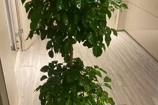 家庭綠植黃葉怎麼辦？手把手教你救活它！