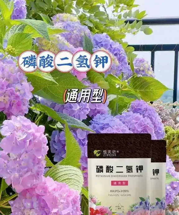 龜背芋養護指南:讓葉片挺立如帆的8個秘訣