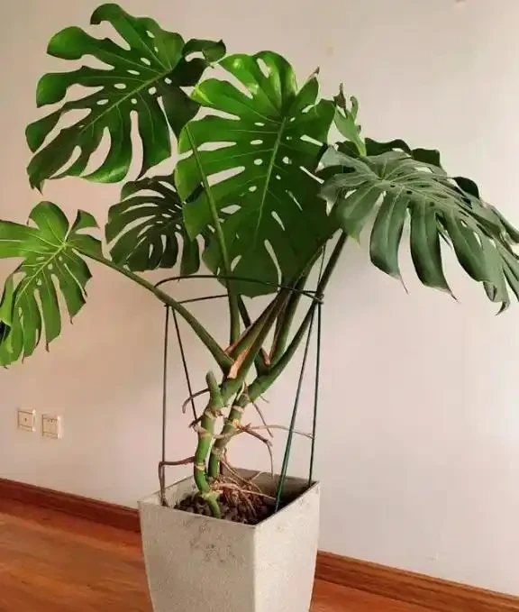 龜背芋養護指南:讓葉片挺立如帆的8個秘訣