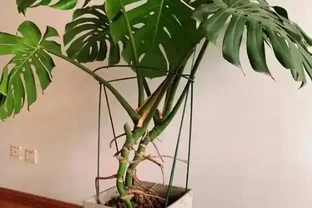 龜背芋養護指南：讓葉片挺立如帆的8個秘訣