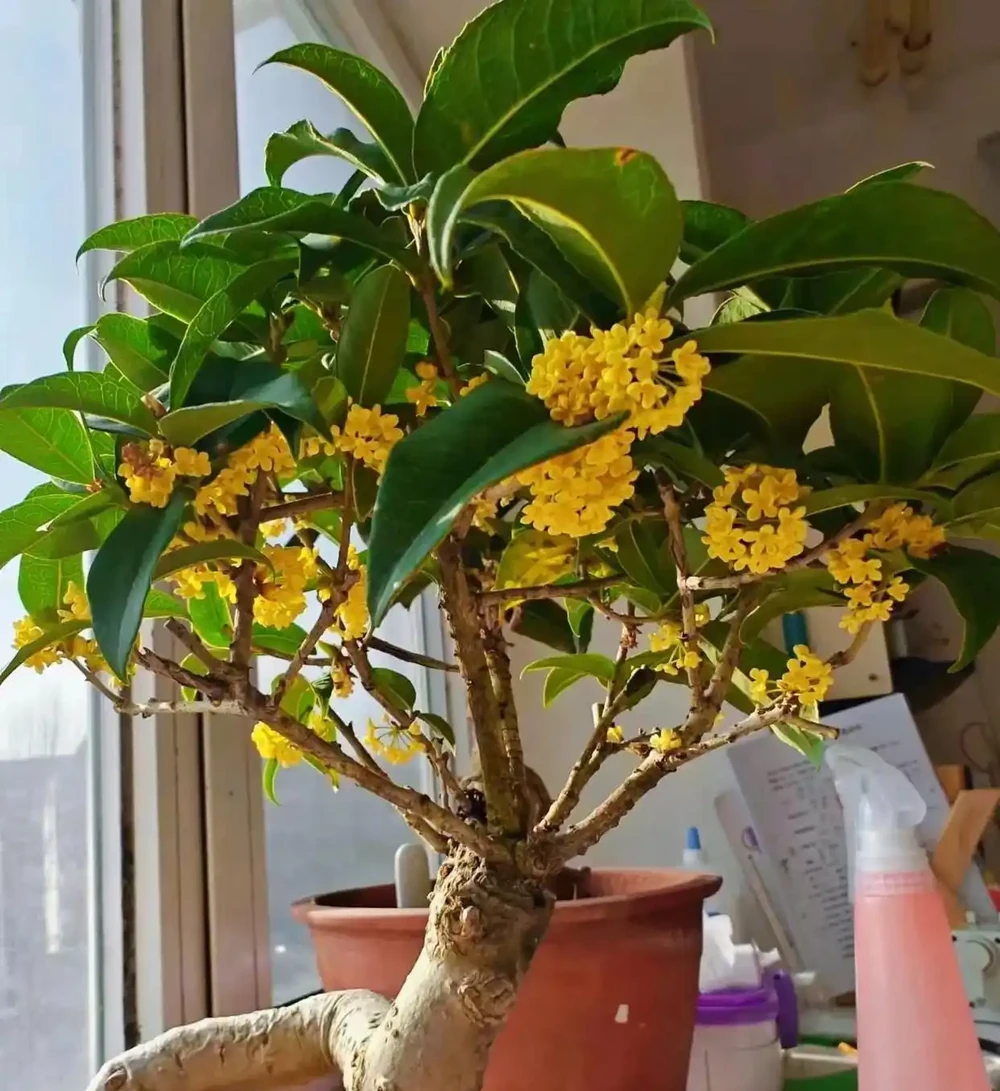 4種「招財花」養人還旺家,最高能活上百年,堪稱「鎮宅之寶」