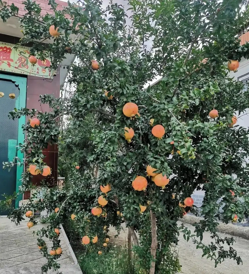 4種「招財花」養人還旺家,最高能活上百年,堪稱「鎮宅之寶」